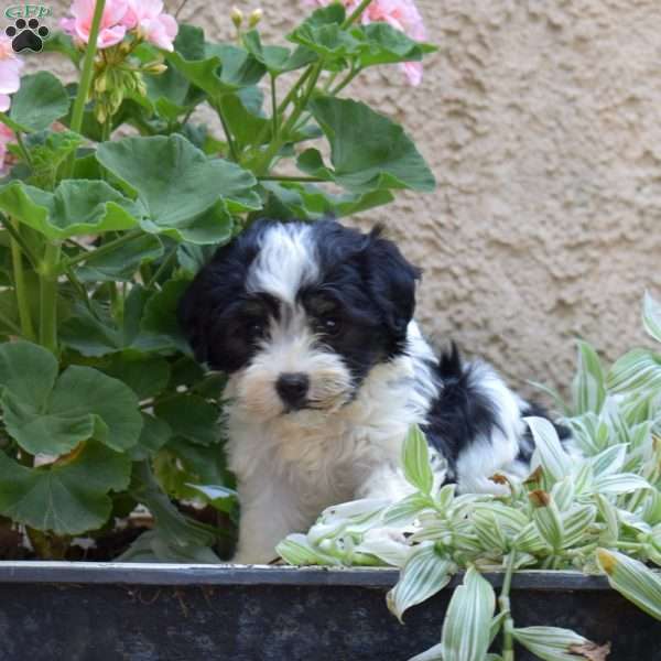 Sparkle, Havanese Puppy