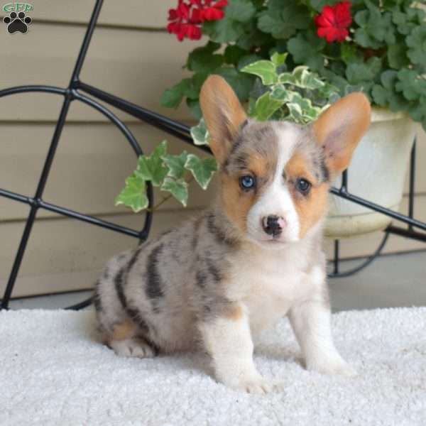 Sparkles, Pembroke Welsh Corgi Puppy