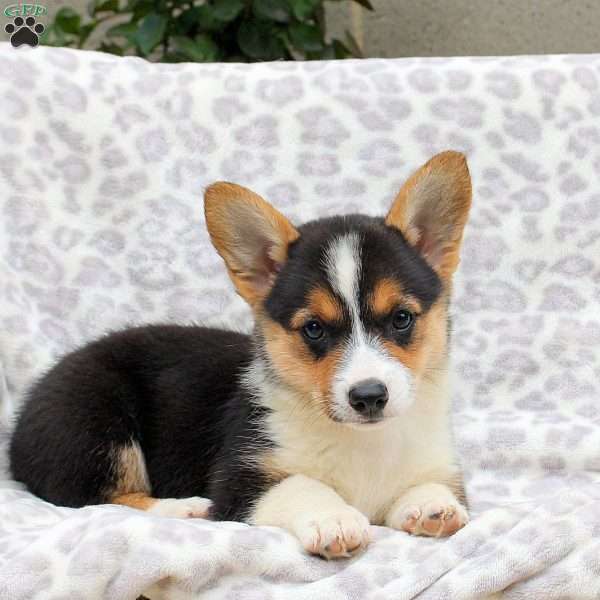 Sparkles, Pembroke Welsh Corgi Puppy
