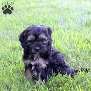 Sparkles, Cockapoo Puppy