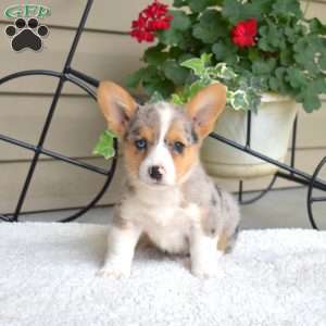 Sparkles, Pembroke Welsh Corgi Puppy