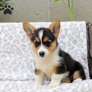 Sparkles, Pembroke Welsh Corgi Puppy