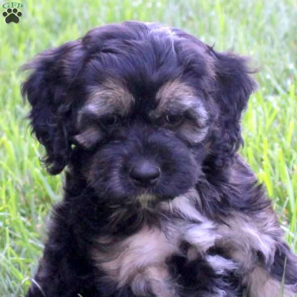 Sparkles, Cockapoo Puppy