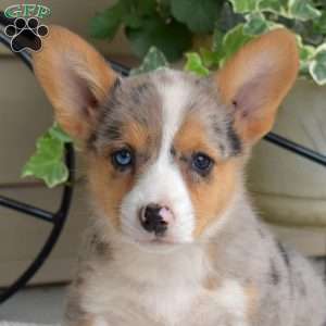 Sparkles, Pembroke Welsh Corgi Puppy