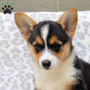 Sparkles, Pembroke Welsh Corgi Puppy