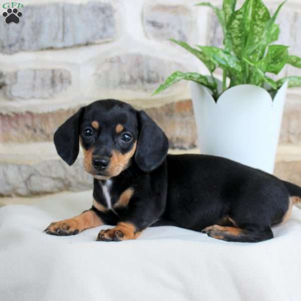 Sparkley, Dachshund Puppy