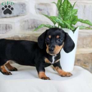 Sparkley, Dachshund Puppy