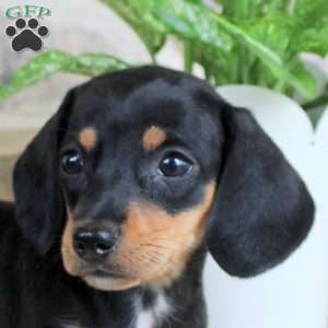 Sparkley, Dachshund Puppy