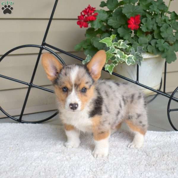 Sparky, Pembroke Welsh Corgi Puppy