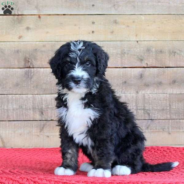 Spencer, Bernedoodle Puppy
