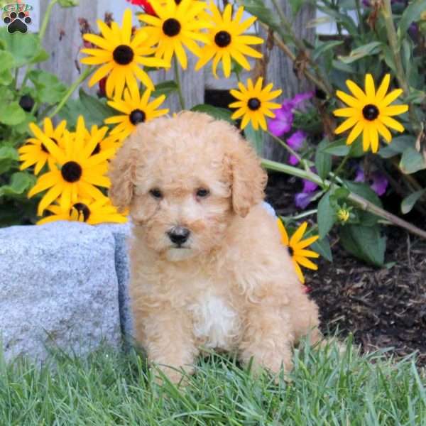 Spencer, Mini Labradoodle Puppy