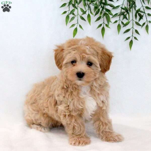 Spencer, Maltipoo Puppy
