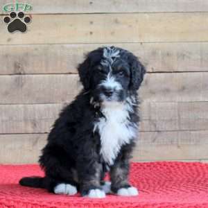 Spencer, Bernedoodle Puppy