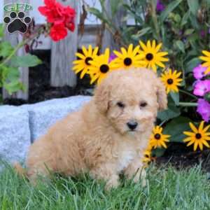 Spencer, Mini Labradoodle Puppy