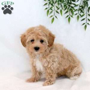 Spencer, Maltipoo Puppy
