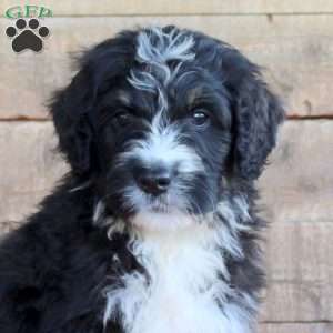 Spencer, Bernedoodle Puppy