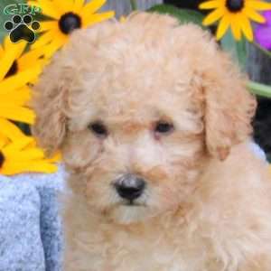 Spencer, Mini Labradoodle Puppy