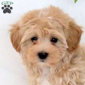 Spencer, Maltipoo Puppy