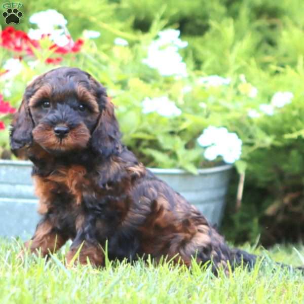 Spice, Miniature Poodle Mix Puppy
