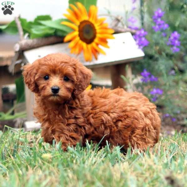 Spice, Cavapoo Puppy