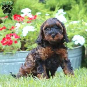Spice, Miniature Poodle Mix Puppy