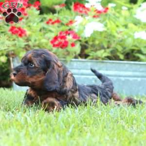 Spice, Miniature Poodle Mix Puppy