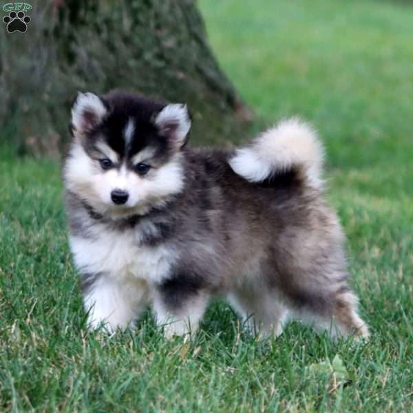 Spiffy, Pomeranian Mix Puppy