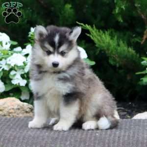 Spiffy, Pomeranian Mix Puppy