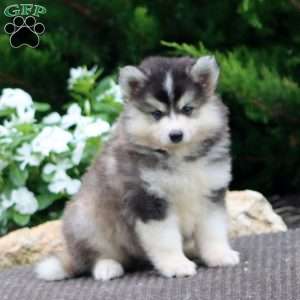 Spiffy, Pomeranian Mix Puppy