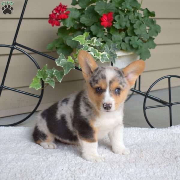 Splash, Pembroke Welsh Corgi Puppy