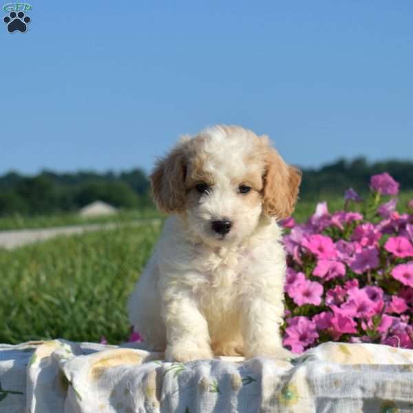 Splash, Mini Goldendoodle Puppy