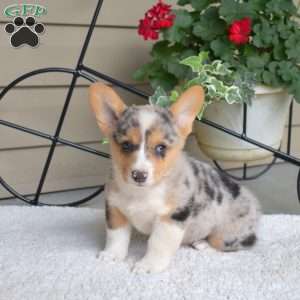 Splash, Pembroke Welsh Corgi Puppy