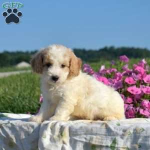 Splash, Mini Goldendoodle Puppy