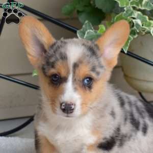 Splash, Pembroke Welsh Corgi Puppy