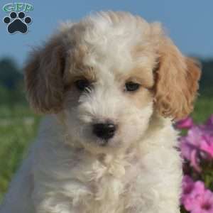 Splash, Mini Goldendoodle Puppy