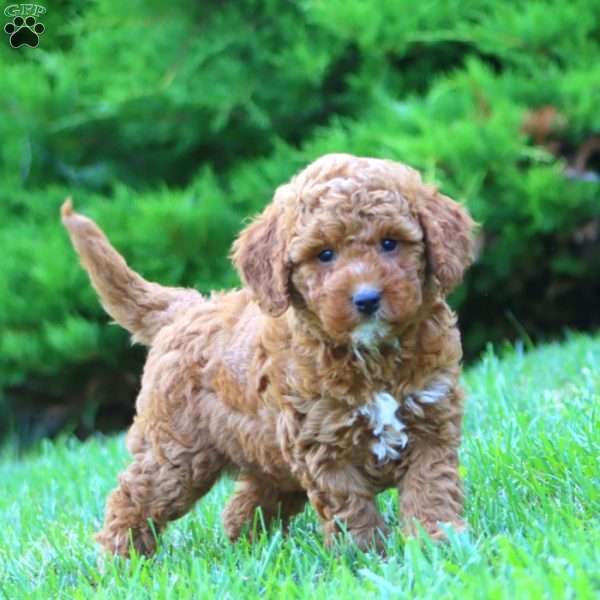 Splash, Miniature Poodle Mix Puppy
