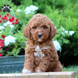 Splash, Miniature Poodle Mix Puppy