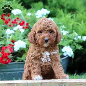 Splash, Miniature Poodle Mix Puppy