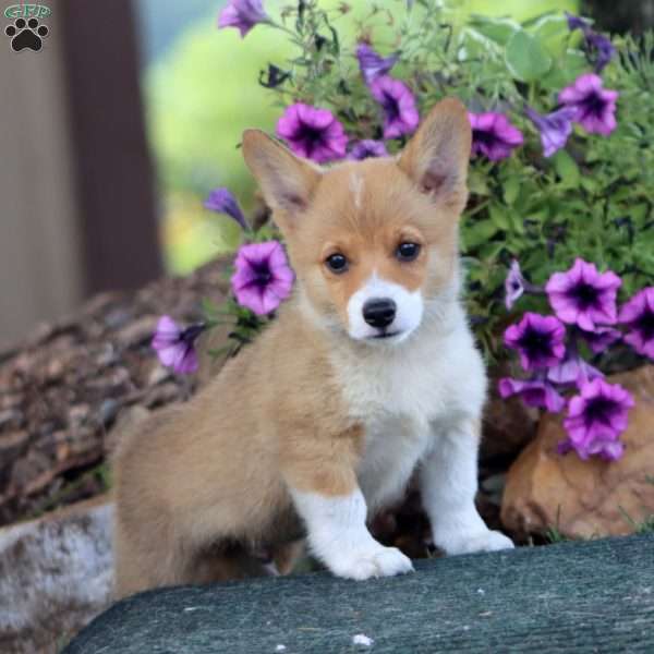 Sport, Pembroke Welsh Corgi Puppy