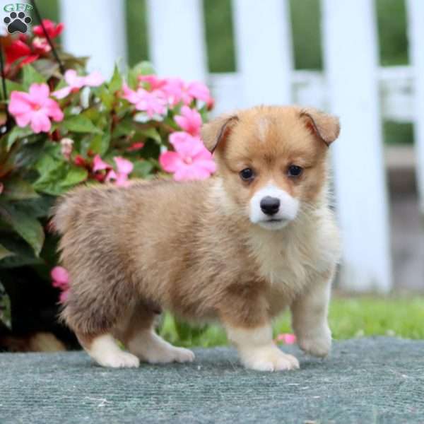 Sport, Pembroke Welsh Corgi Puppy