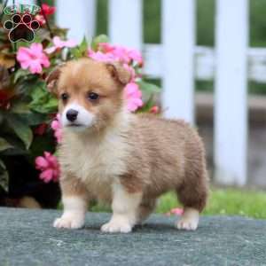 Sport, Pembroke Welsh Corgi Puppy