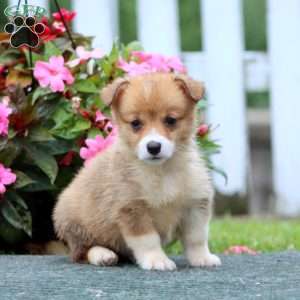 Sport, Pembroke Welsh Corgi Puppy
