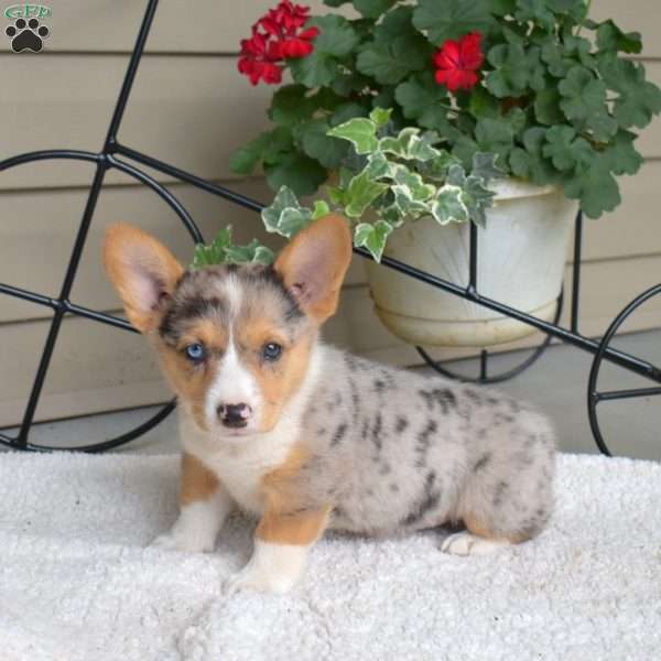 Sprinkles, Pembroke Welsh Corgi Puppy