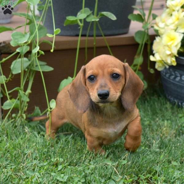 Sprinkles, Dachshund Puppy