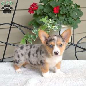 Sprinkles, Pembroke Welsh Corgi Puppy