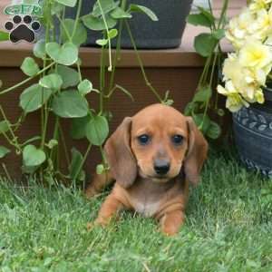 Sprinkles, Dachshund Puppy