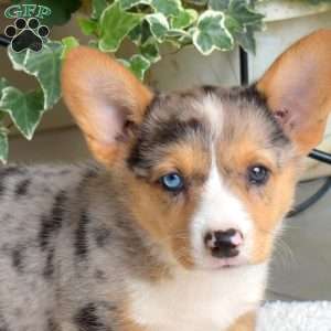 Sprinkles, Pembroke Welsh Corgi Puppy