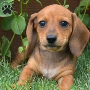 Sprinkles, Dachshund Puppy