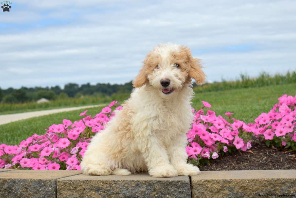 Sprout, Doodle / designer cross