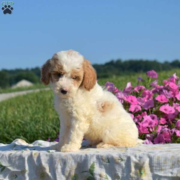 Sprout, Mini Goldendoodle Puppy